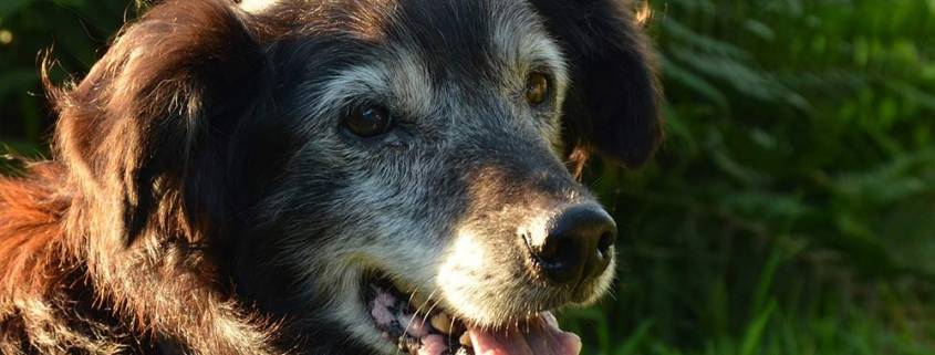 Animale domestico per anziani e badante